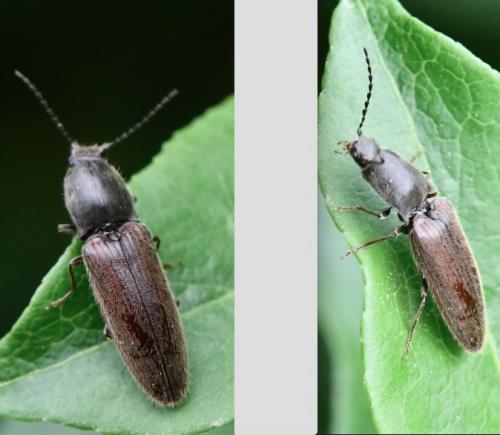 Réf. 283 256 : Athous haemorrhoidalis